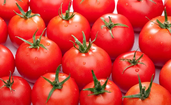 Parlak kırmızı domates — Stok fotoğraf