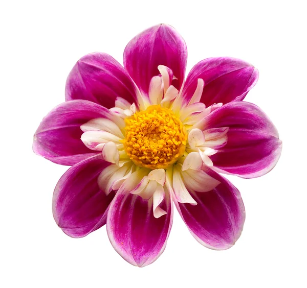 Flor brilhante isolada — Fotografia de Stock