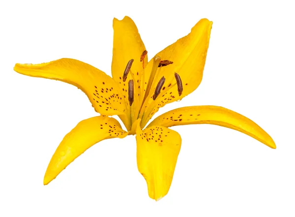 Flor de lirio amarillo aislado — Foto de Stock