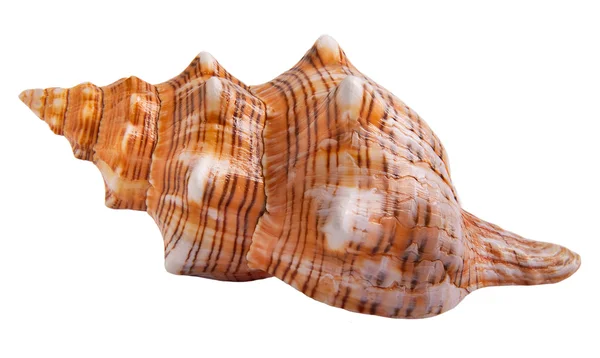 Seashell isolerade — Stockfoto