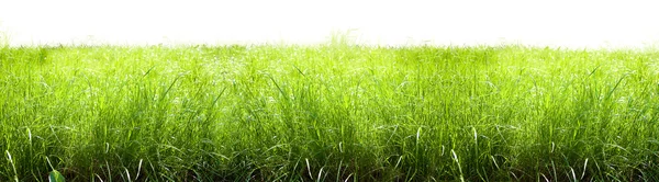 Gras geïsoleerd — Stockfoto