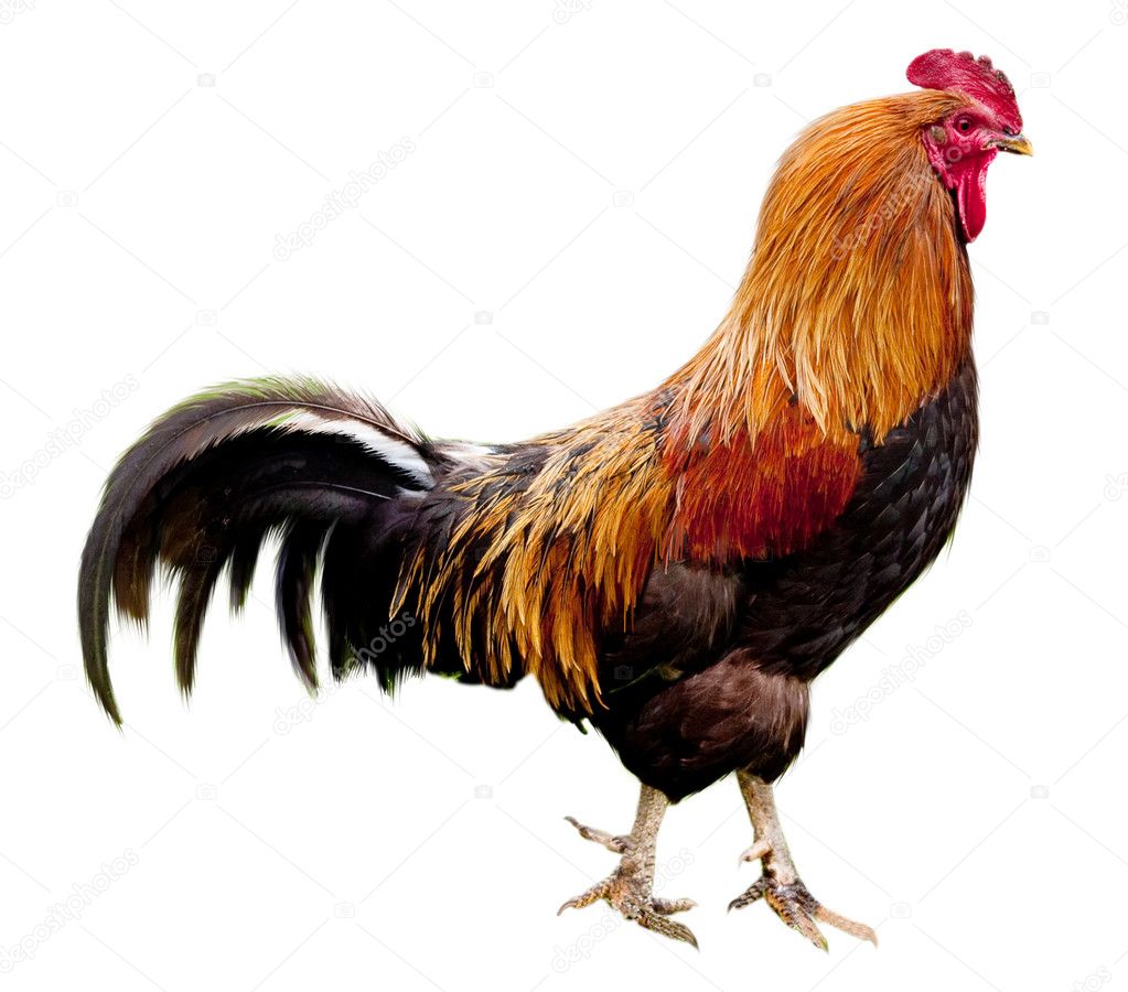 Photo Of A Cock 18