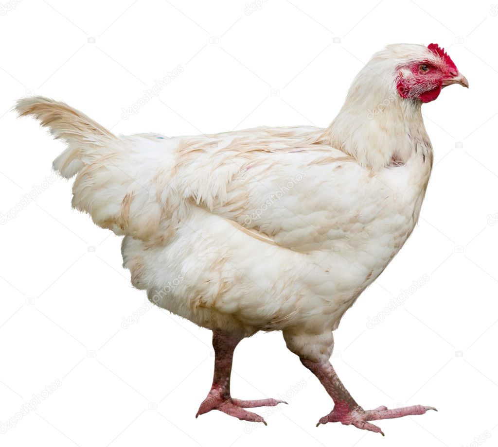 Hen isolated — Stock Photo © Supertrooper #3203396