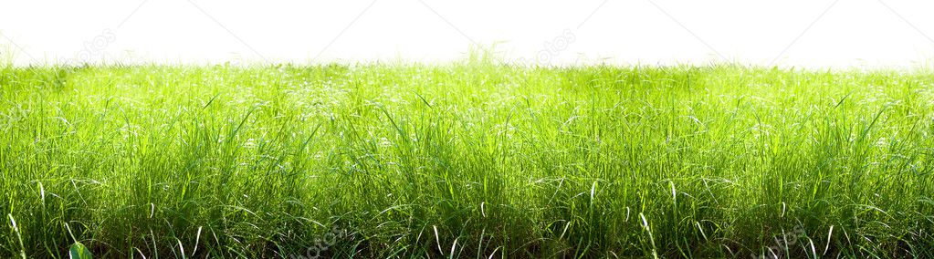 Grass isolated