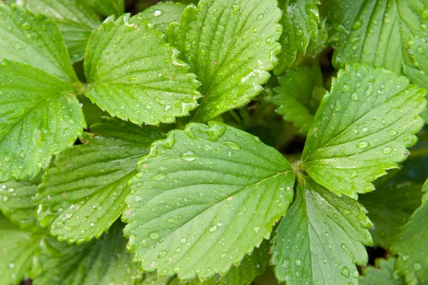 stock image Strawberry leaves