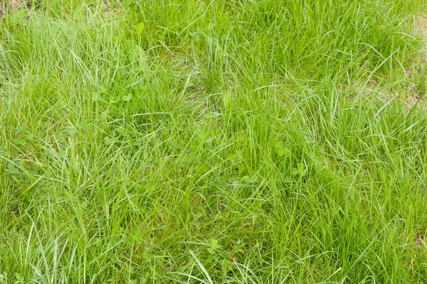 草が茂った芝生 — ストック写真