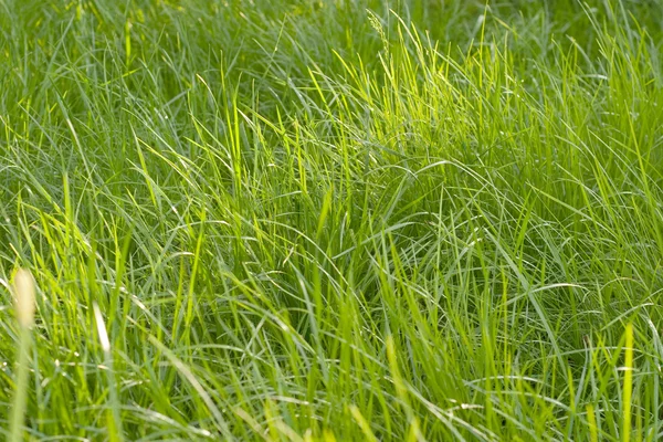 Grassy lawn — Stock Photo, Image