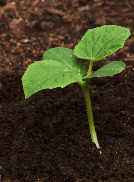 Stock image Plant cucumber