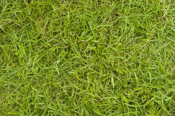 Textur von Gras — Stockfoto