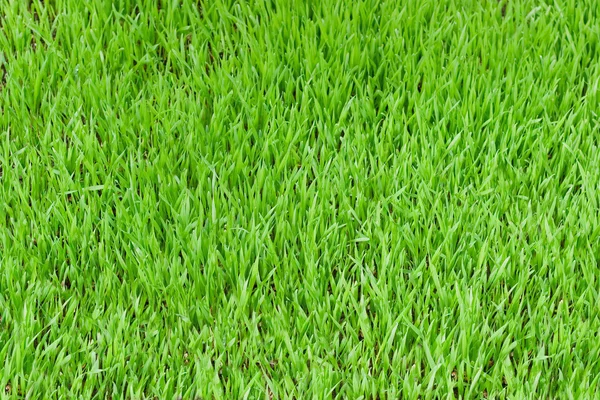 Textur von Gras — Stockfoto