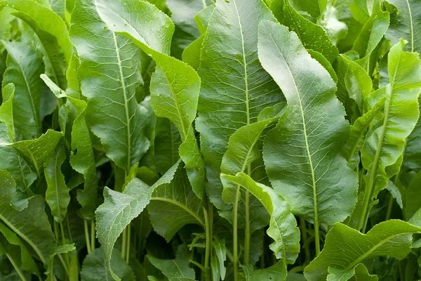 Zelená vegetace — Stock fotografie