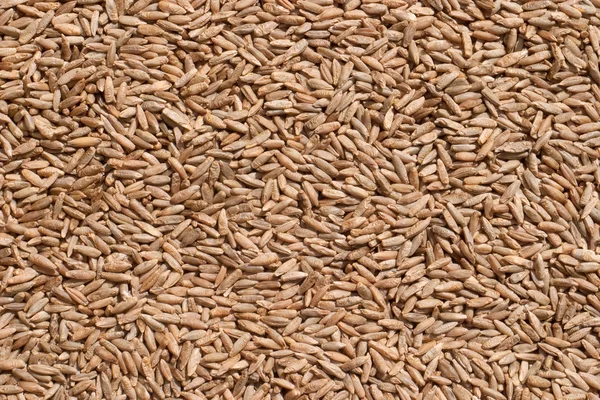 Seeds of rye closeup — Stock Photo, Image
