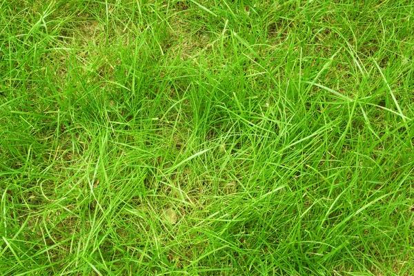 明亮的绿草 — 图库照片