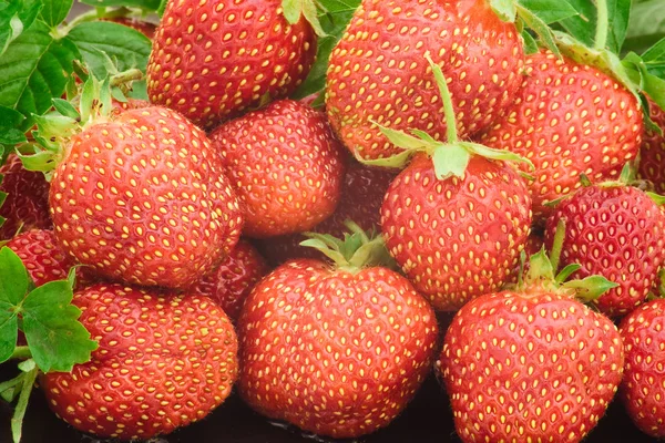 Čerstvé červené jahody — Stock fotografie