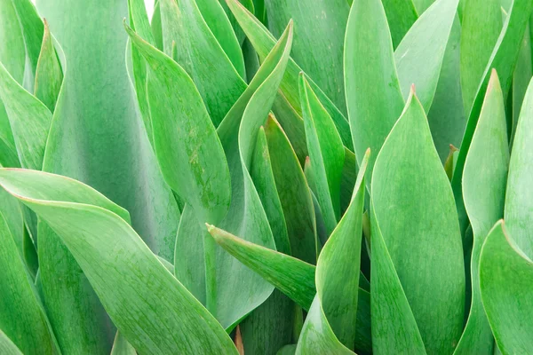 Green young leaves — Stock Photo, Image