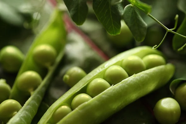 緑のエンドウ豆の鞘 — ストック写真