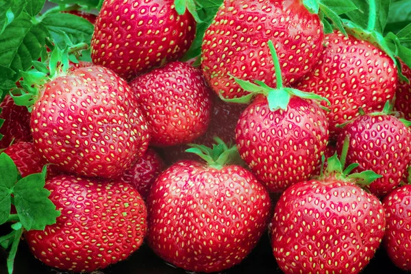 Frische rote Erdbeeren — Stockfoto