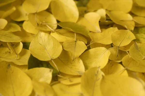 黄色的秋天叶子 — 图库照片