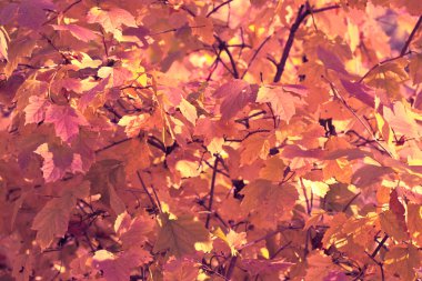 Autumn leaves clipart