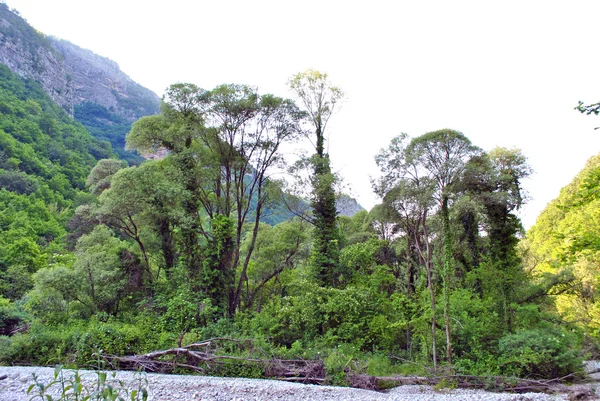 Ларчский лес — стоковое фото