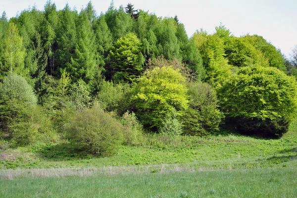 Kiefern- und Lärchenfarm — Stockfoto