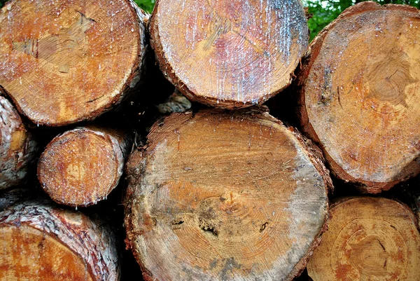 Registos de pinheiro — Fotografia de Stock