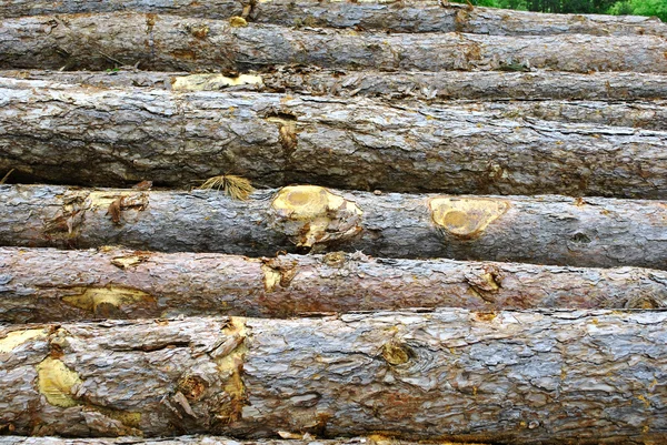Tronchi di pino tagliato — Foto Stock