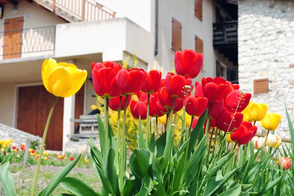 Rode en gele tulpen — Stockfoto