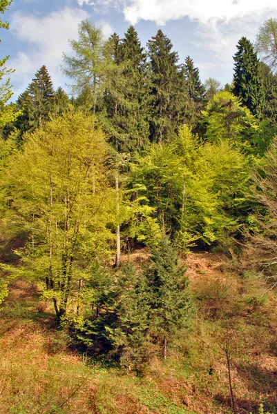 Kolory las — Zdjęcie stockowe