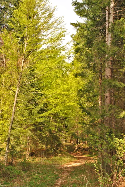 Леса лиственницы — стоковое фото