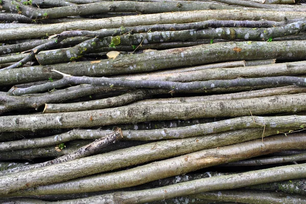 Drewno sosnowe — Zdjęcie stockowe