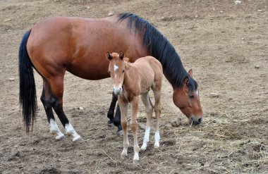 Baby horse farm clipart