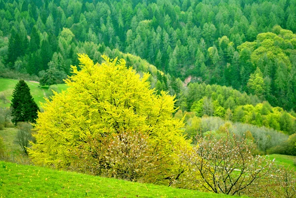 Lasu modrzew — Zdjęcie stockowe