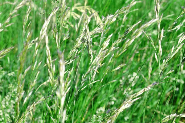 Gras — Stockfoto