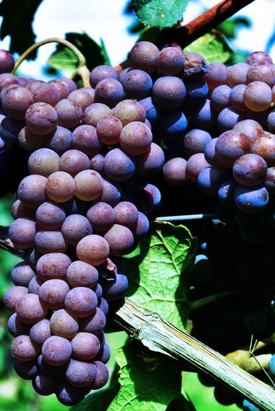 Merlot druiven — Stockfoto
