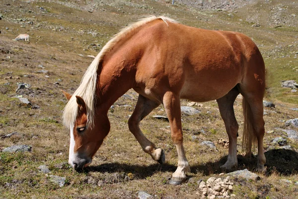 Лошадь на зеленом — стоковое фото