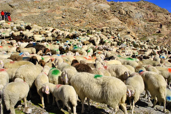 Sheep in the mountains — Stock Photo, Image