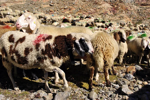 群山中的羊 — 图库照片