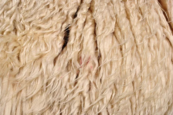 Lã de ovelha — Fotografia de Stock