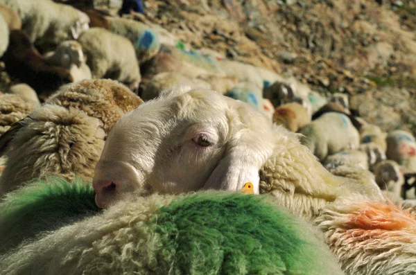 Ovce v horách — Stock fotografie