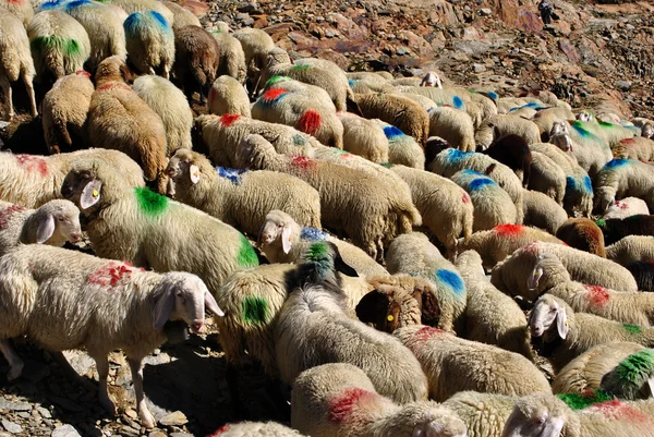 Шествие овец — стоковое фото