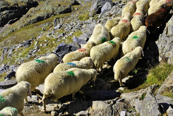 羊の行列 — ストック写真