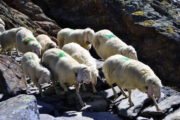 Sheep procession — Stock Photo, Image
