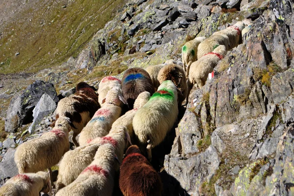 Procesión de ovejas — Foto de Stock