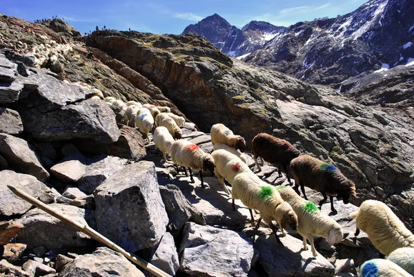 Procession des moutons — Photo