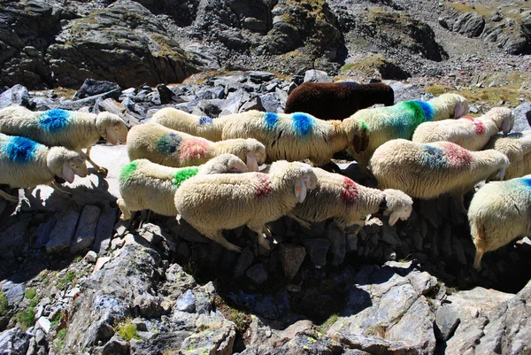 Procession des moutons — Photo