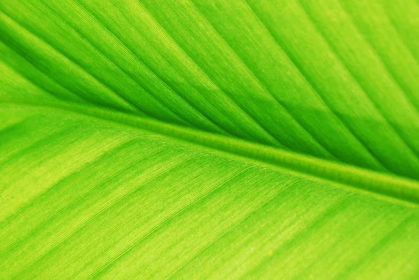 stock image Banana leaf