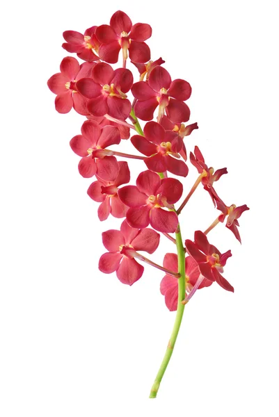 Orquídea vermelha . Fotografias De Stock Royalty-Free