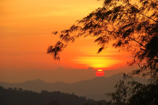 stock image Sunset under bamboo