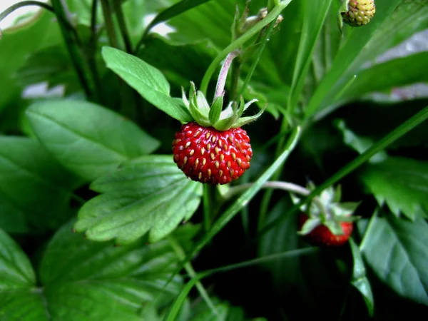 stock image Wild strawberry